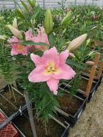 [4346 Ovada VH No01.JPG]